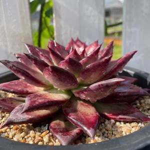 c92从前慢花园直播【卡宴】昆明多肉k植物植 多肉满88包邮