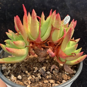 日本绿叶初霜绿体初霜多肉v一物一拍仙女杯老桩群生多头多肉植物