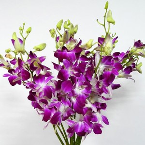 新品株01五冷园 1袋/120洋兰花杨兰花蝴蝶兰餐饮t邀盘装饰花药膳