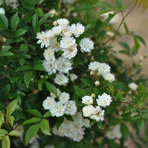 木香花盆栽送盆