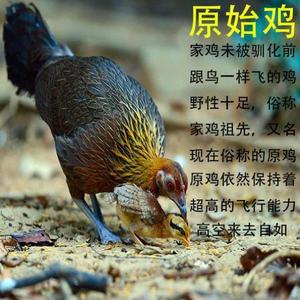 原鸡种蛋受精孵化小鸡海南白耳原鸡固始鸡山林散养原始鸡种蛋包邮
