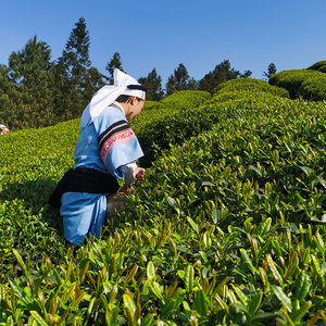 新品贵州晴隆茶叶 新茶春季明前嫩芽高山茶浓香型云雾绿茶