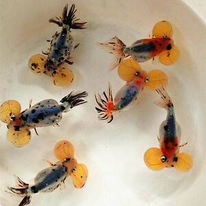 金鱼活鱼精品五花水泡观赏鱼活体冷水包邮包活泡眼鱼苗淡水好养活