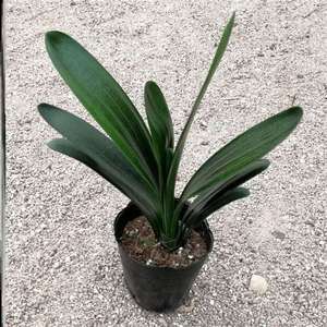 的圆肥平尾绿盆栽四季室内含盆腰头和尚宽叶圆叶开z花君子兰球