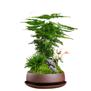 470人付款淘宝矮脚文竹文竹花苗草迷你小盆景花卉矮盆栽微景o观客厅