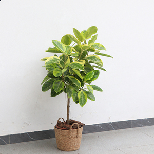 花叶榕植物盆栽室内耐阴好养大型绿植高山富贵榕北欧风彩叶植物