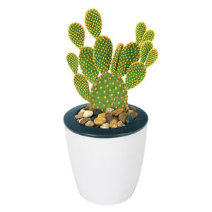 仙人掌盆栽植物室内绿植电脑桌面防辐射绿植n小盆栽多肉好养易成