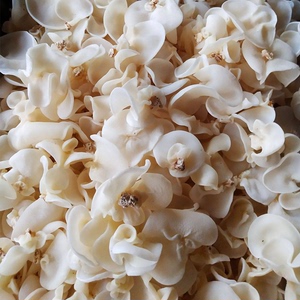 秦岭天下柞水玉木耳特产非碗耳白玉木耳干货干净无根脆爽玉耳150g