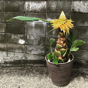 地涌金莲 千g瓣莲花芭蕉树佛花寺院别墅庭院吉祥鲜花盆栽花卉绿植