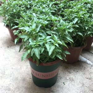 迷迭香薄荷百里香罗勒九层塔牛至欧芹紫苏室内庭院花园耐旱可食用