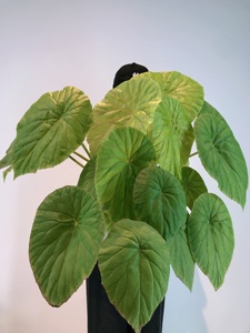 荷叶秋海棠|莲叶秋海棠 begonia nelumbiifolia 稀有「一物一拍」