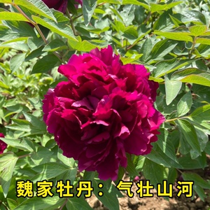 气壮山河牡丹