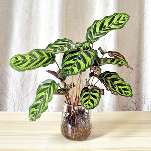【水养】孔雀精灵水培植物花卉竹芋盆栽室内绿植水养客厅办公室
