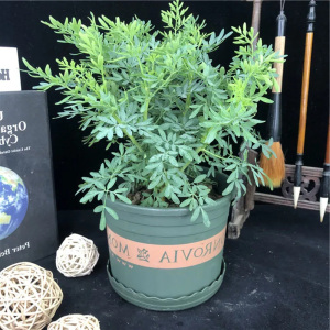 芸香草臭草植物盆栽室外阳台菜园四季花苗食用臭艾绿豆糖水驱蚊草