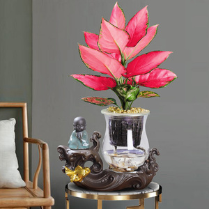 吉祥如意花盆栽植物客厅