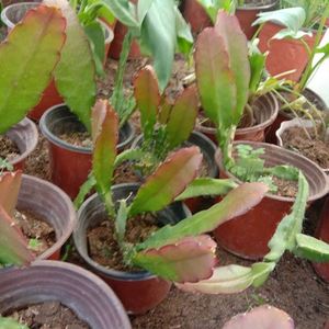 令箭荷花带根大花多色扦插苗东北小粉品种好易开花基地直销