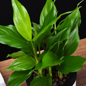 新品万年青盆栽广东万年青花卉吸甲醛室内绿养办r青四季常公大叶