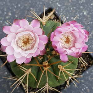 勇将丸王仙人球 裸萼属硬刺窗台庭院多肉植物