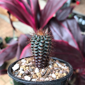 蜈蚣丸实生仙人球趣味士童属小型仙人掌多肉植物办公室防辐射盆栽