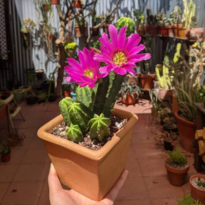 紫翠虾实生一物一拍 鹿角柱属开花仙人球仙人柱多肉植物