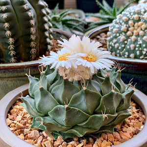 帝冠实生obregonia denegrii 精品仙人球多肉植物盆栽