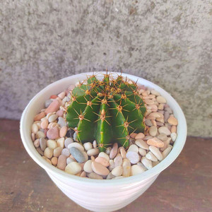 剑芒丸实生仙人球稀有开花粉花仙人掌多肉植物好养活易度夏小盆栽