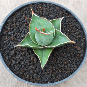 鹰嘴 稀有硬叶虎皮兰多肉植物好养活易度夏办公室桌面防辐射盆栽