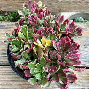 将军阁锦多头老桩多肉植物 翡翠阁锦群生大颗花卉小盆栽