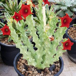 801人付款淘宝白珊瑚caralluma socotrana 萝藦科多肉