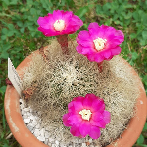 有沟宝山仙人球