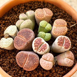 大颗生石花多肉植物 稀有品种绿熏 日轮玉 紫熏pp花办公室防辐射