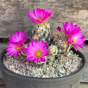 紫丸子仙人球紫王子松球属紫花易养稀有品种多肉植物