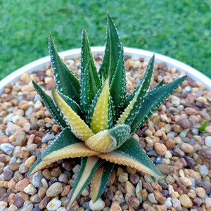 金城锦一物一拍 硬叶十二卷多肉植物组合盆栽萌肉肉