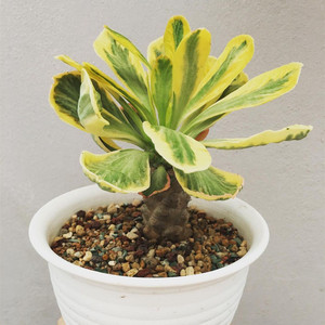 贝信麒麟锦一物一拍 大戟科仙人柱景观多肉植物组合盆栽