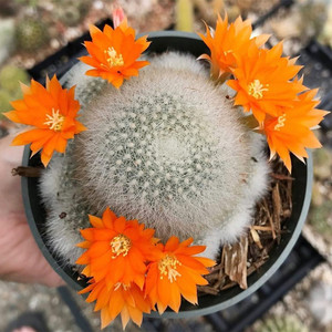 雪丽山 rebutia muscula 子孙球 宝山属开橙花仙人球
