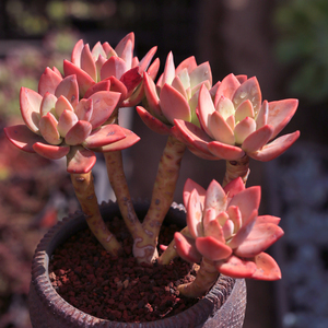 芒果美人多肉g植物巨大株颗多头群生老桩云南肉肉绿植盆栽花卉包