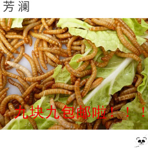 虫子活的喂鸟喂鸡虫子小鸟吃的虫子黄粉虫大麦虫宠物饲料画眉八哥