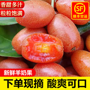 云南特产羊奶果新鲜现摘1斤酸甜孕妇水果野果牛奶果酸果子牛奶果