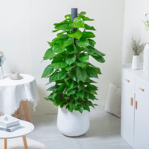 80鑫干和花枝家专卖店天猫大盆绿萝盆栽长藤垂吊室内除甲醛净化空气