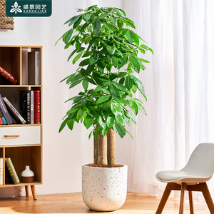 步步高发财树客厅盆栽大棵开业乔迁送礼招财植物办公室内大型绿植