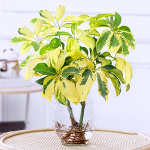 0010人付款淘宝推荐 澳洲黄金木水培养植物室内客厅花