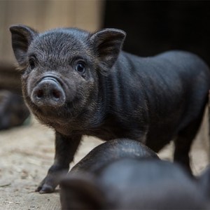 纯种藏香猪幼崽怀孕母猪活体小猪崽幼仔苗猪活苗大型种猪活物包活