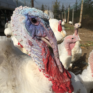 纯种新鲜鸡蛋重型火鸡种蛋受精蛋尼古拉可孵化大型贝蒂娜700系