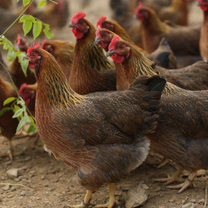 农家清远鸡麻鸡