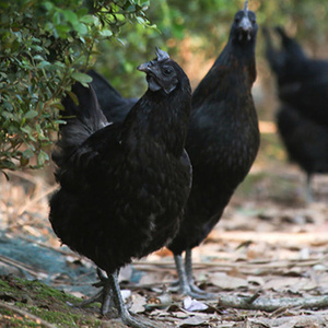 土鸡余干乌骨鸡种蛋乌鸡肉鸡鸡蛋黑羽新鲜受精卵原种可孵化黑毛