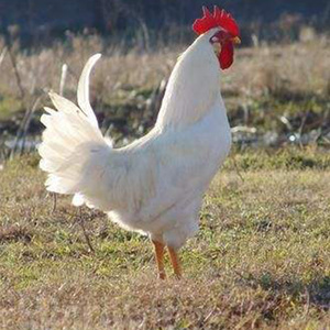 小鸡白来航鸡种蛋受精蛋土鸡蛋正宗罗曼蛋鸡可孵化土鸡鸡蛋受精卵