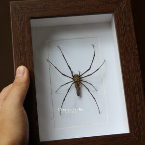 络新妇蜘蛛标本天然稀有昆虫复古实木相框家居摆件收藏品个性礼物