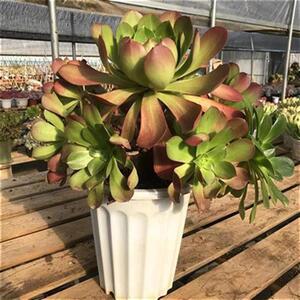 加州香炉盘法师多肉植物老uvw桩手捧型超大盆云南x露.养精养控品