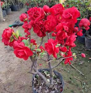 m黑珊瑚 海棠四k盆盆花季开花好养花卉植物室s内花庭院树苗栽景