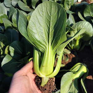 抗热605油菜种籽青梗菜油菜种子上海青鸡毛菜速生四季播蔬菜种子